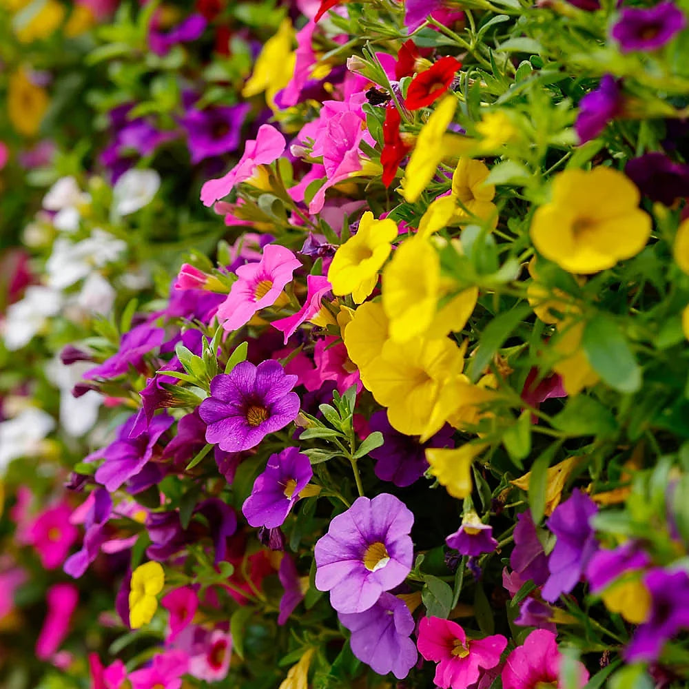 Colorful Mixed Calibrachoa flowers for borders, baskets, and home gardens