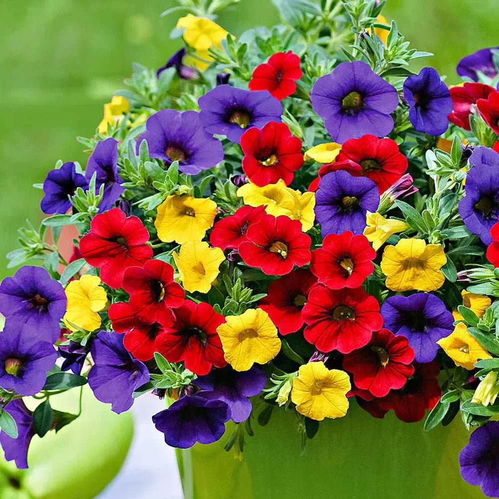 Mixed Calibrachoa flower seeds for colorful garden planting