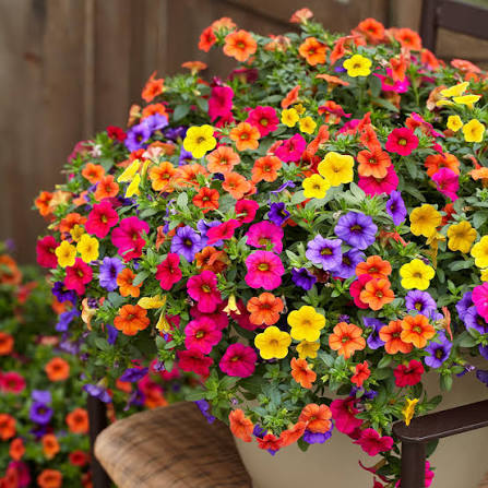 Mixed Calibrachoa Million Bells flowers growing in a colorful hanging basket