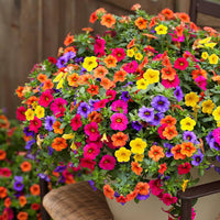 Mixed Calibrachoa Million Bells flowers growing in a colorful hanging basket