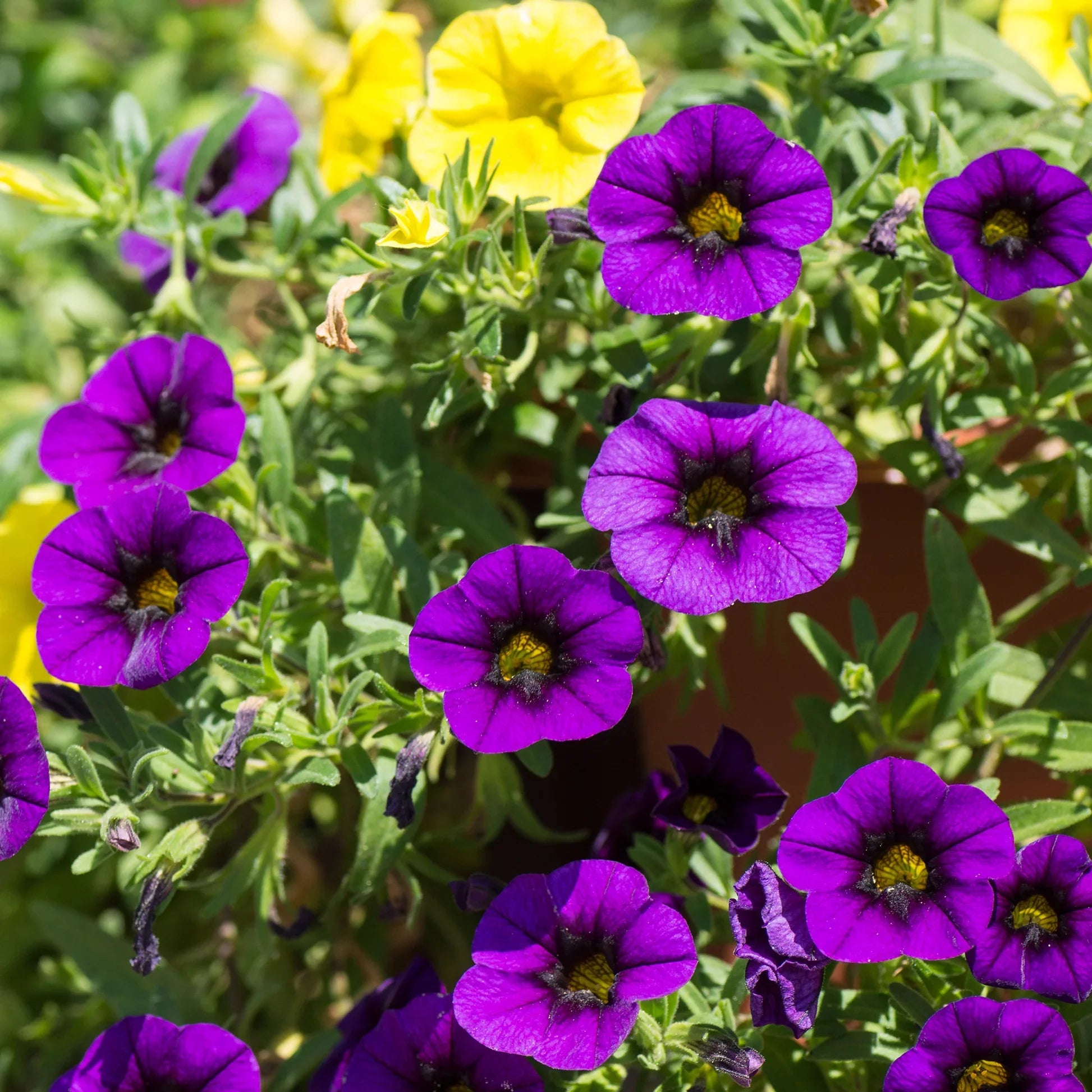 Mixed Calibrachoa flowering plants with trailing blooms in a garden bed