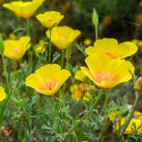 Mixed California Poppy flower seeds for planting in home gardens and flower beds.