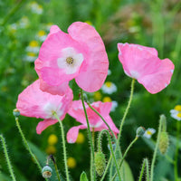 Mixed California Poppy seeds for colorful ornamental landscape planting.