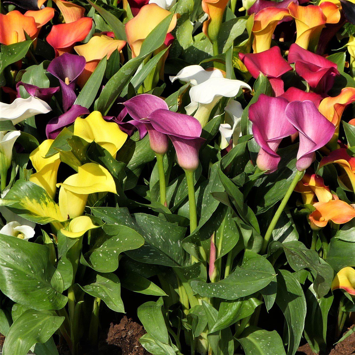 Mixed Hybrid Calla Lily flowers blooming in a garden bed.