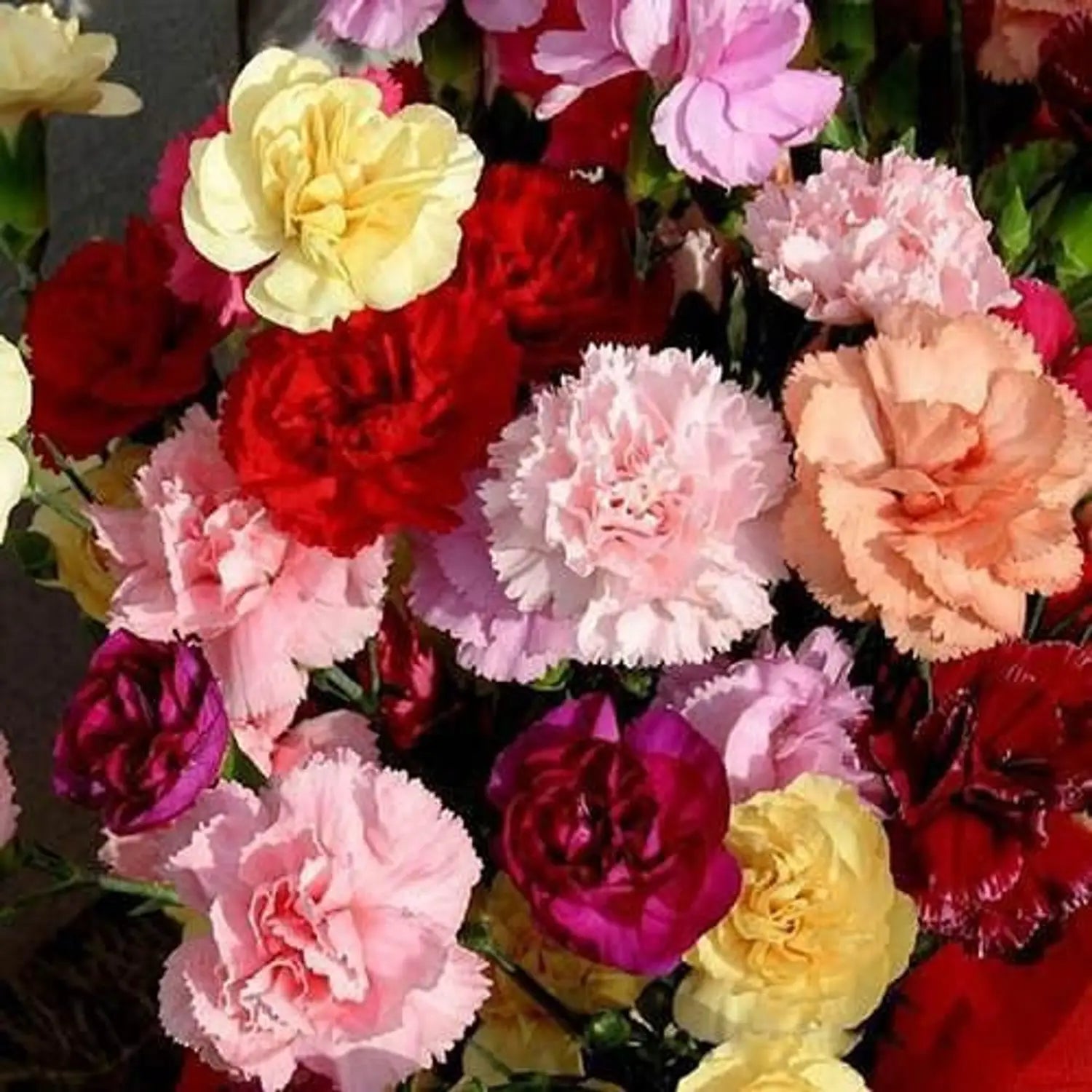 Mixed Carnation flowers growing in a home cutting garden