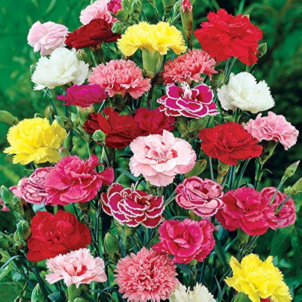 Colorful Carnation flowers blooming in a sunny garden