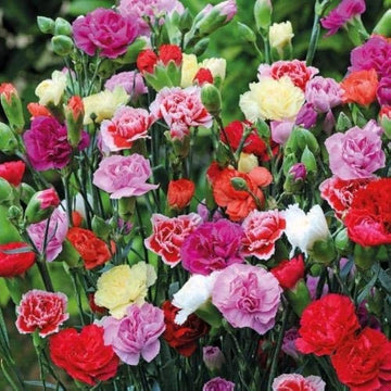 Mixed Carnation seeds for home flower garden planting