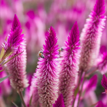 Mixed Celosia spicata Flamingo Feather seeds for planting in home gardens and flower beds.