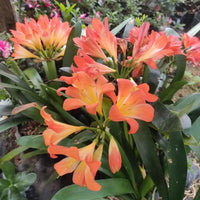 Mixed Clivia flower seeds for planting in home gardens and containers.