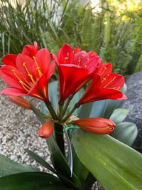 Mixed Clivia flower seeds for decorative indoor and outdoor garden displays.