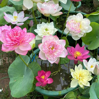 Mixed-color Bowl Lotus flowers blooming in a garden pond.