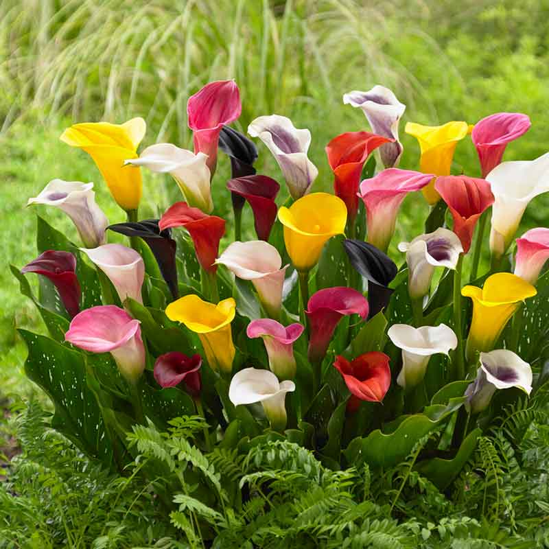 Mixed Color Calla Lily Blooms in Outdoor Garden