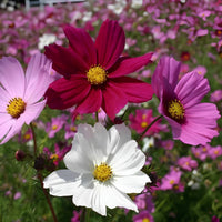 Mixed color Cosmos seeds for home flower garden planting