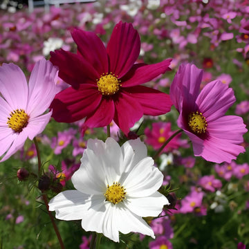 Mixed color Cosmos seeds for home flower garden planting