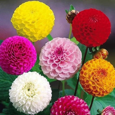 100 Pcs