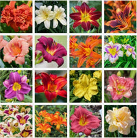 Mixed Color Daylily flower seeds for planting in home gardens and flower beds.