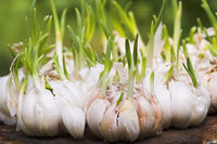 Non-GMO Mixed Color Garlic seeds suitable for outdoor garden planting