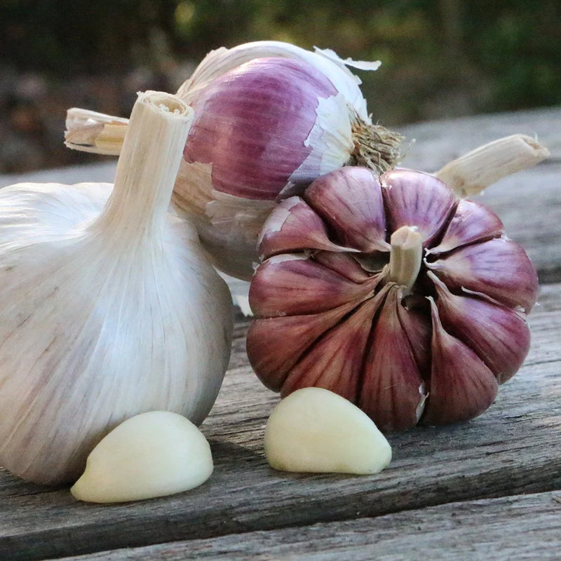 Mixed Color Garlic seeds for planting in home vegetable gardens