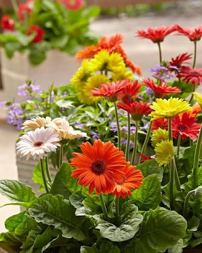 Mixed-color Gerbera daisy flowers blooming in a vibrant garden.