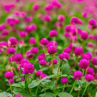 Mixed Color Gomphrena Globosa Flowers Growing in Garden