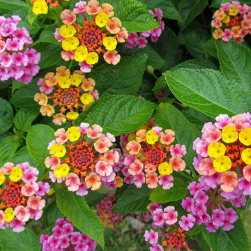 Mixed-color Lantana flowers blooming in a sunny garden bed.