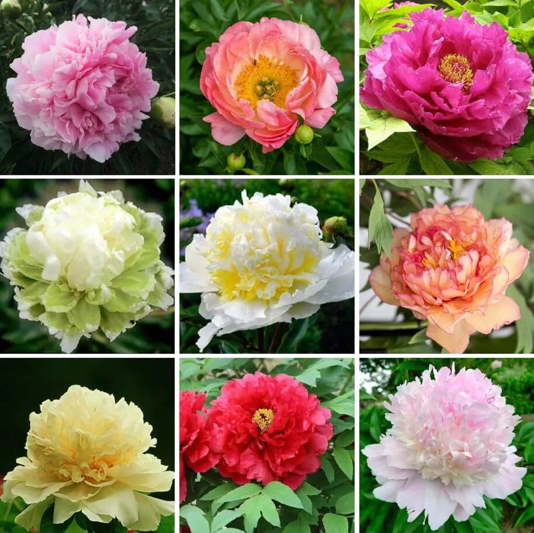 Mixed Color Peony Flowers Growing in Garden