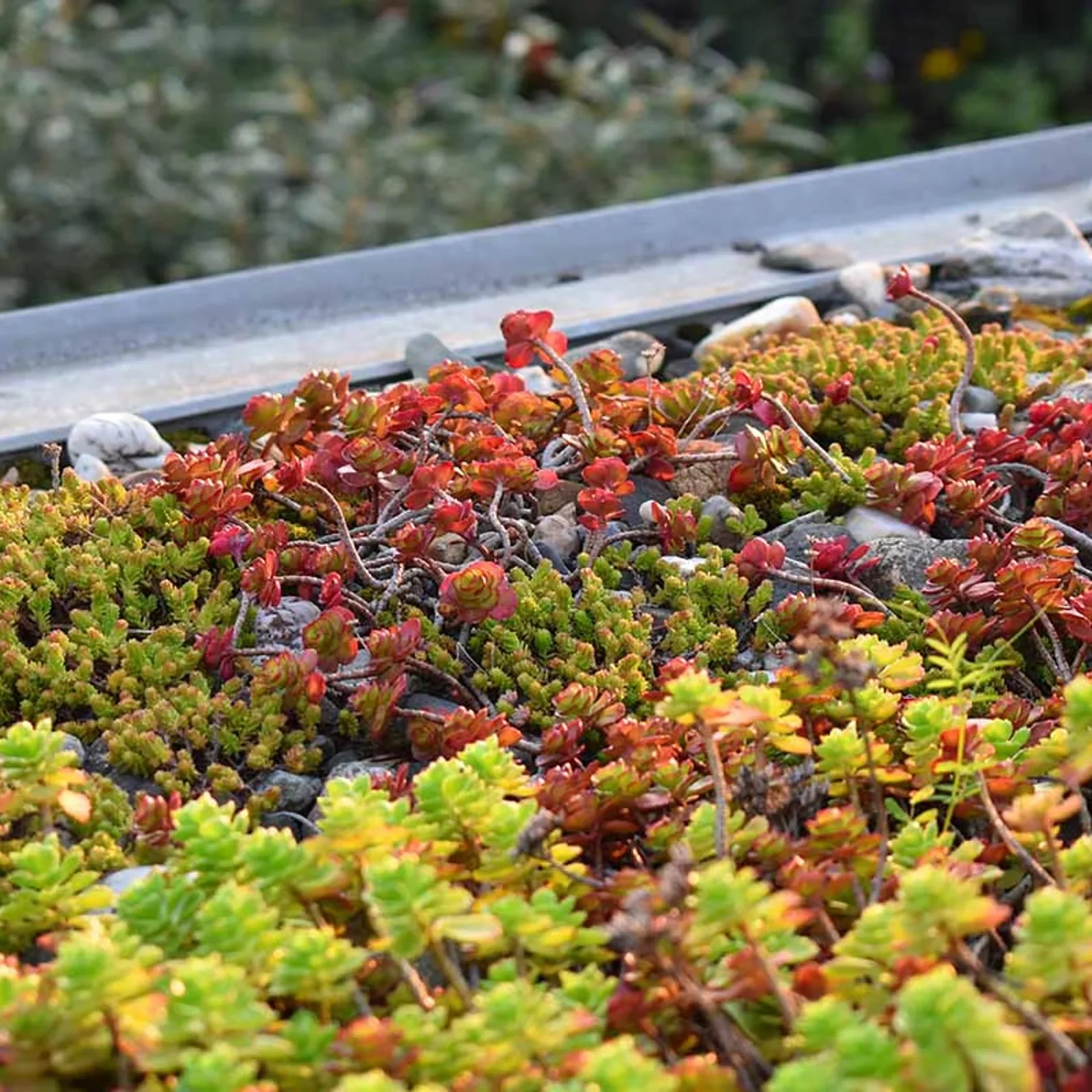 Mixed-color Sedum succulents with green, yellow, red, and purple foliage.