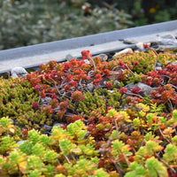 Mixed-color Sedum succulents with green, yellow, red, and purple foliage.