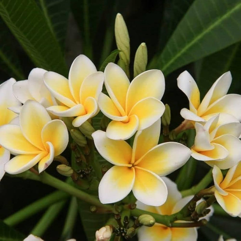 Mixed Colors Plumeria Rubra Frangipani seeds for planting in home gardens and containers.