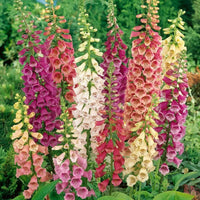 Mixed colour Foxglove flowers blooming in a perennial garden