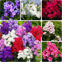 Mixed Creeping Phlox seeds for colorful ground cover and ornamental landscape planting.