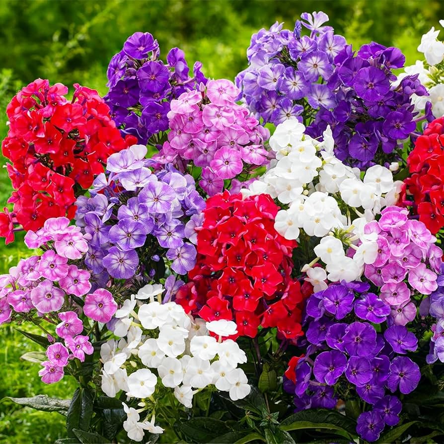 Mixed Creeping Phlox seeds for planting in home gardens and rock gardens.