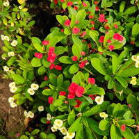 Mixed Crown of Thorns plant seeds for planting in home gardens and containers.