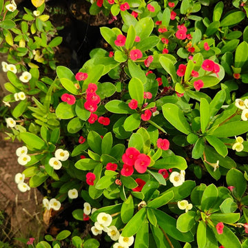 Mixed Crown of Thorns plant seeds for planting in home gardens and containers.