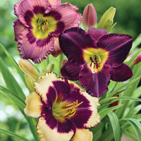 Mixed Color Daylily seeds for ornamental landscape planting and perennial gardens.