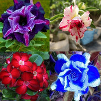 Mixed colorful ornamental flowers blooming in a home garden.