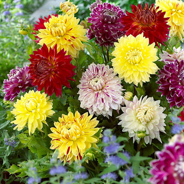 Mixed Dinnerplate Dahlia tubers for colorful outdoor garden planting.