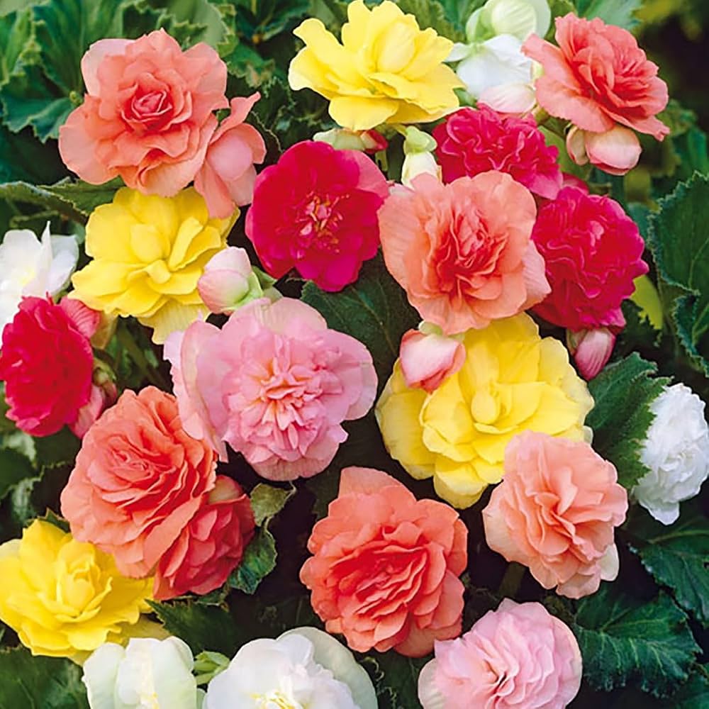 Mixed Double Begonia tubers for colorful outdoor garden planting.
