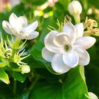 Mixed Double Jasmine flower seeds for planting in home gardens and patios.