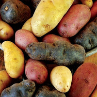 Fingerling Potato Mixed Seeds for Planting