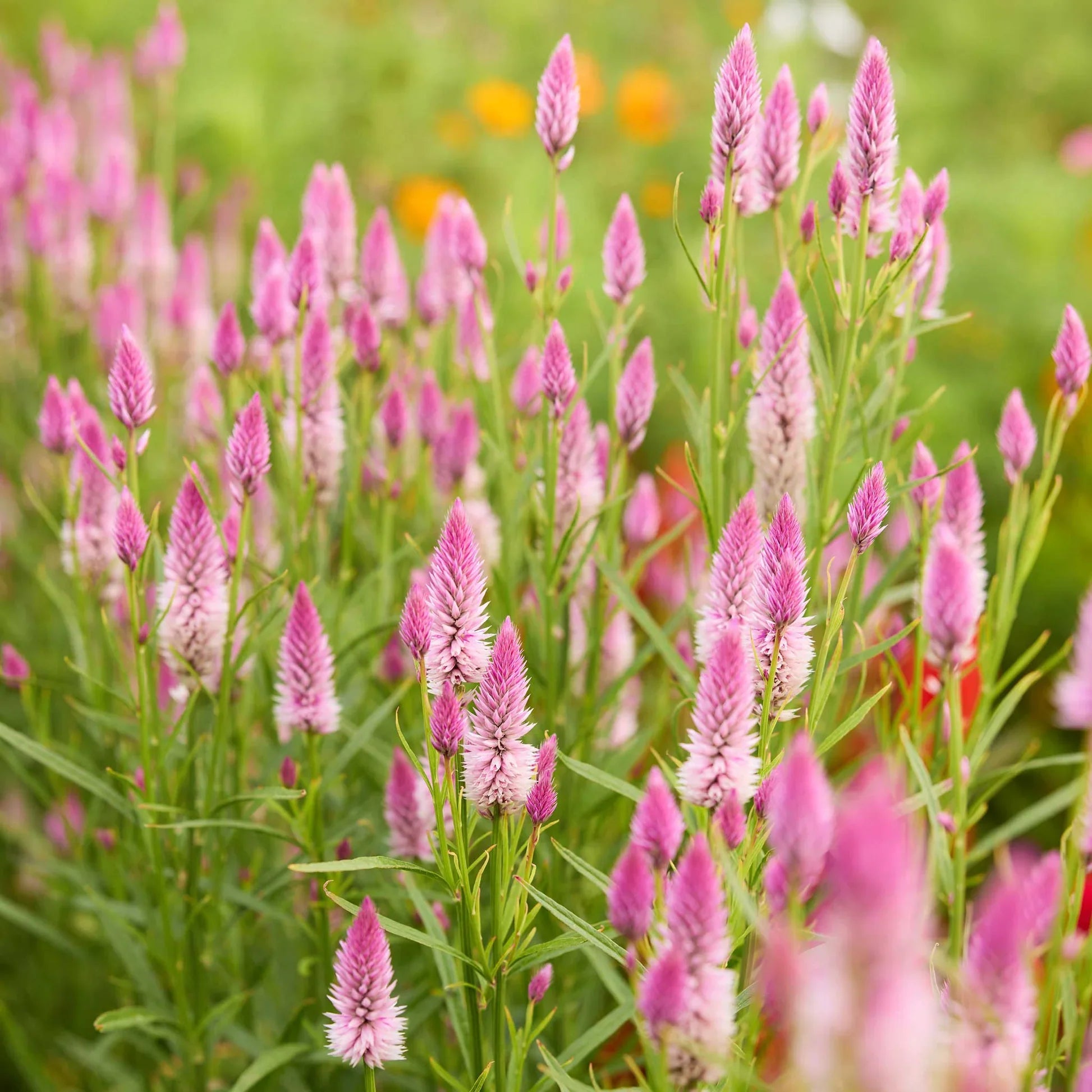 Mixed Flamingo Feather flower seeds for ornamental gardens and cutting garden displays.
