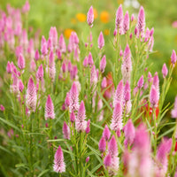 Mixed Flamingo Feather flower seeds for ornamental gardens and cutting garden displays.