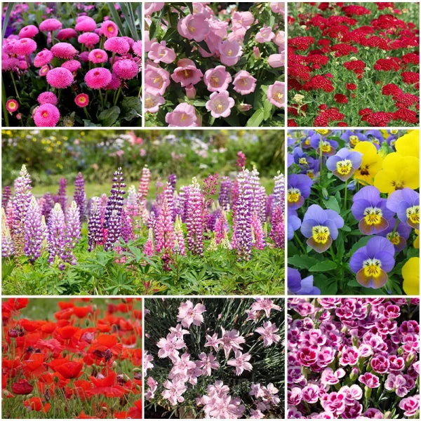 Mixed Flower Seedlings Sprouting from Soil