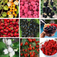 Mixed fruit seeds for growing berry plants in home gardens and edible landscapes.