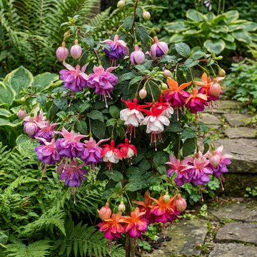 Mixed Fuchsia Flower Seeds for Planting