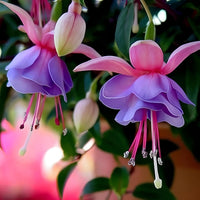 Mixed Color Fuchsia Flowers Growing in Home Garden