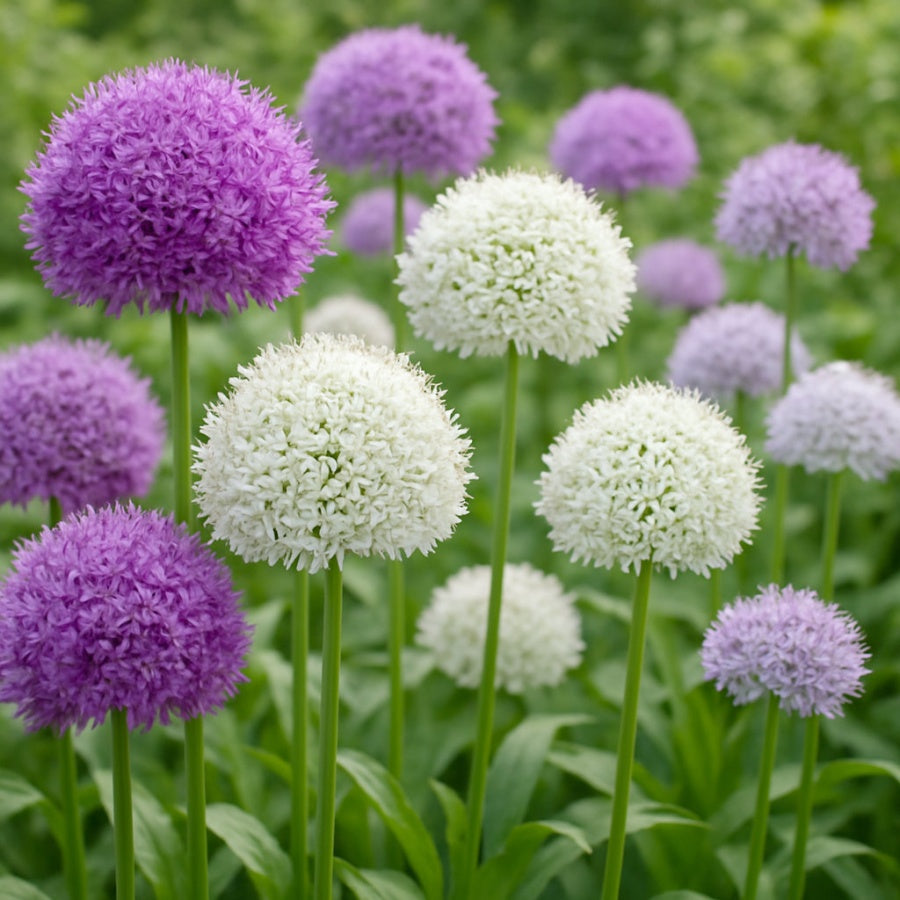 Mixed Giant Allium Giganteum flower plants with large globe-shaped blooms in a garden border.