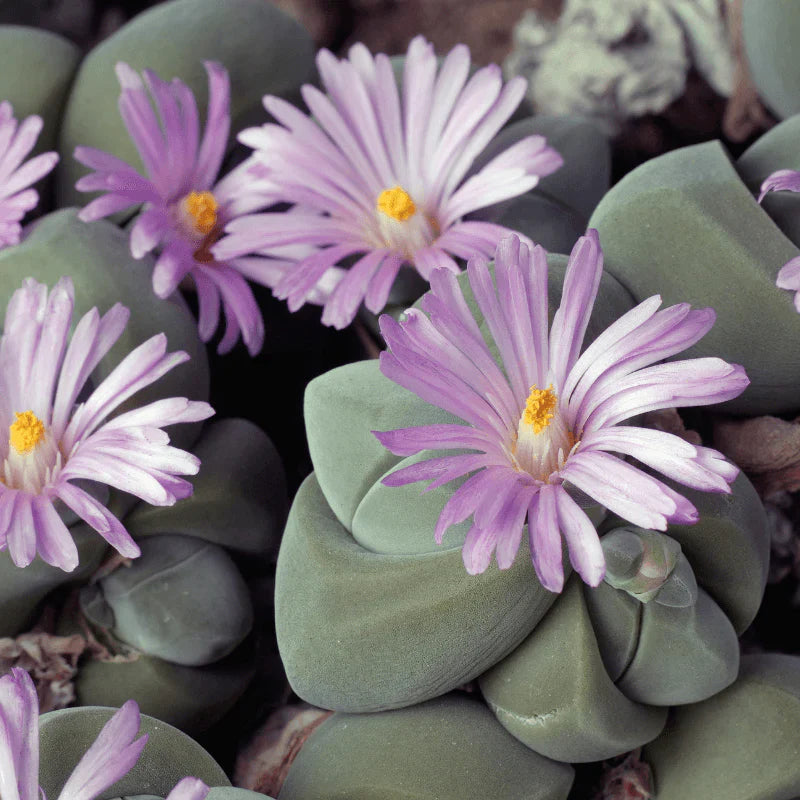 Mixed Gibbaeum seeds for succulent gardening
