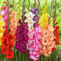Mixed Gladiolus bulbs for colorful outdoor garden planting.