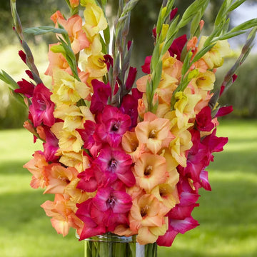 Mixed Gladiolus flowers blooming in a vibrant garden bed.